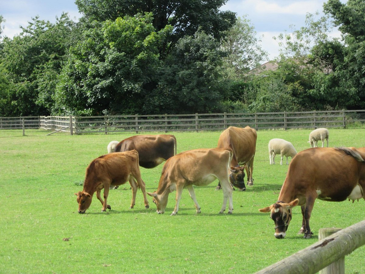 🌳 셸던 컨트리 파크 (Sheldon Country Park)